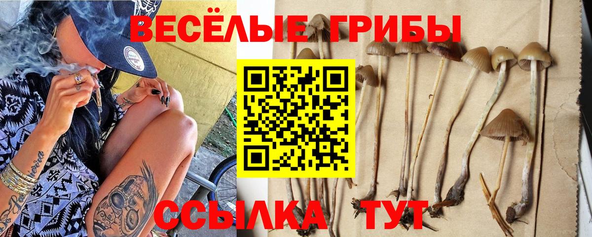 Псилоцибиновые грибы Psilocybe Дивногорск